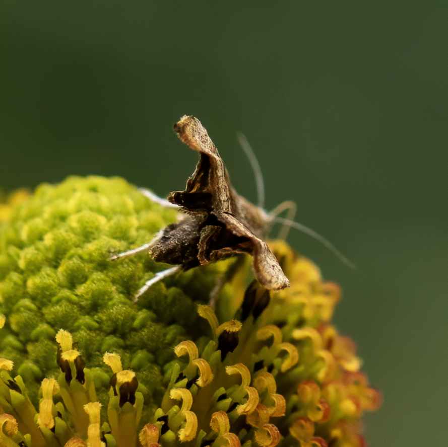 Deze Vijgenskeletteermot vermaakte zich - net zoals ik -in de Levenstuinen van het Groot Hontschoten (Teuge) Het weer is hier druilerig maar vanavond is er weer het perfecte plaatje. Kijken jullie ook? #meimotten #mei_nmooistefotos #VlindersEnMotten @vlinderNL @maryvanderes