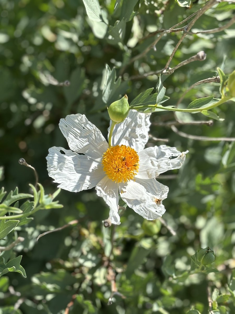 If we could see the miracle of a single flower clearly our whole life would change.
~ Buddha

Gorgeous Matilija poppies at the Bouverie Preserve at Sonoma’s @AudubonCanyon visiting MFK Fisher’s Last House. ✨