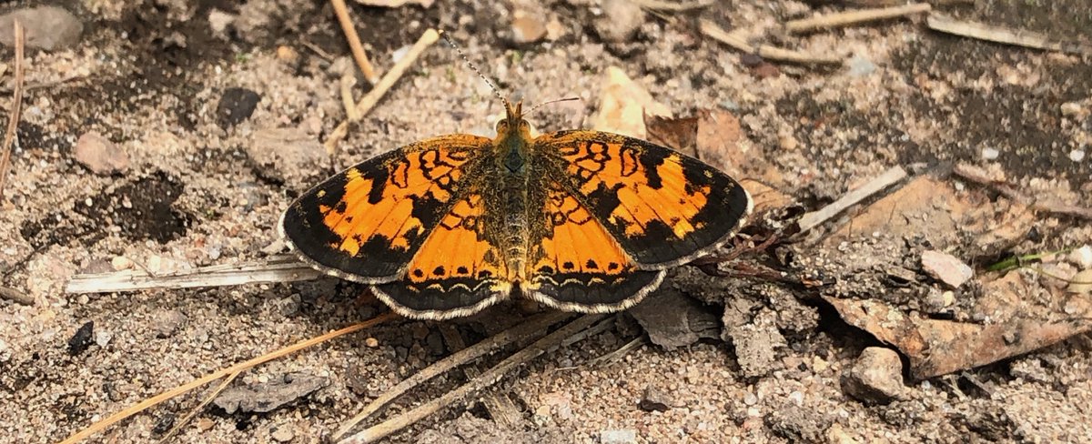 In the north woods of #Wisconsin in early June? Stop by the UW-Kemp Station near Minocqua on June 6th for a free, kid-friendly entomology workshop held by the Insect Ambassadors group from UW: kemp.wisc.edu/outreach/