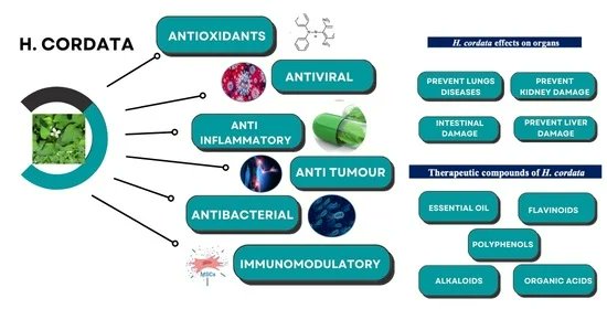 In case you have missed it, here is the #HighlyCited article on our #Pharmaceuticals Pharmacological Effects of Houttuynia cordata Thunb (H. cordata): A Comprehensive Review by Rafiq et al. Enjoy reading: mdpi.com/1424-8247/15/9… @MDPIBiologySubj