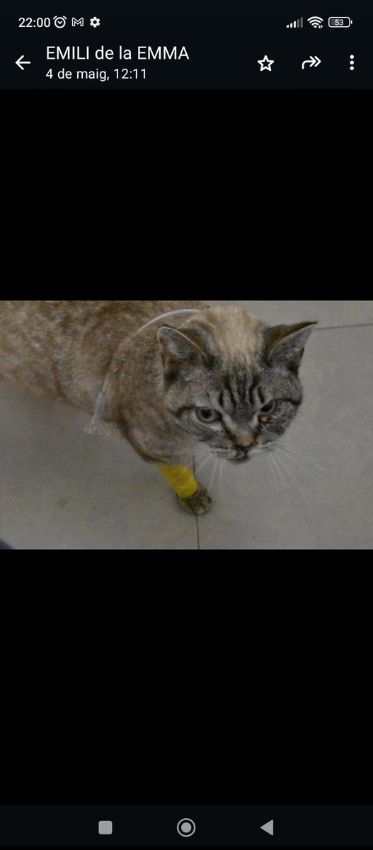 #Ajuda Thysson #Balaguer Aquest gatet va ser trobat en pèssimes condicions, possiblement agredit a patades! La persona que l'ha ajudat ha pagat de la seva butxaca un TAC i no va sobrada de diners! Ajudem-lo! Tot euro suma!! Contacte: Emili bizum ☎️ 692 51 11 89