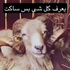 عبدالله☠|~🇸🇦SAN tweet media