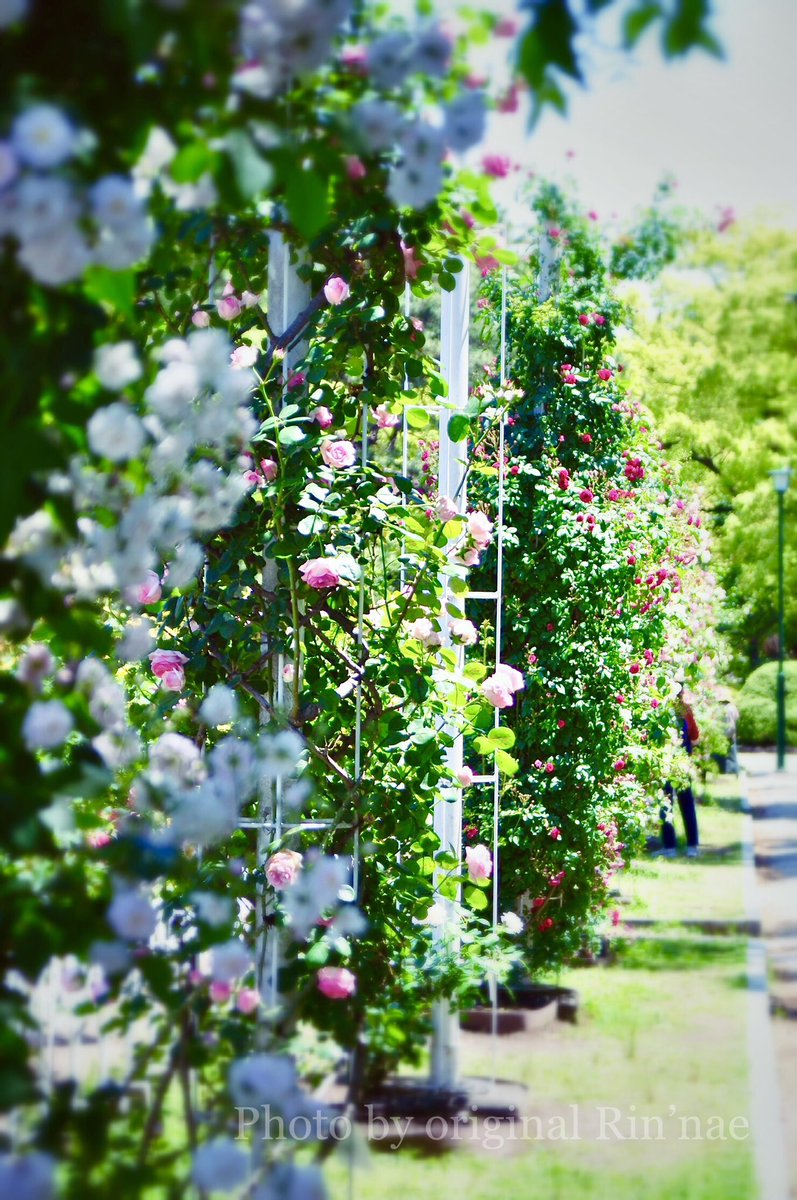 ₊✼̥୭* 雲ひとつ無い晴天になりました☀️ 少し散歩して来たのですが花々や 葉っぱ等が散乱してるのを見ると 残念な気持ちになりますね。 　　　　　　　　　　　𓂃𖦞..˖*