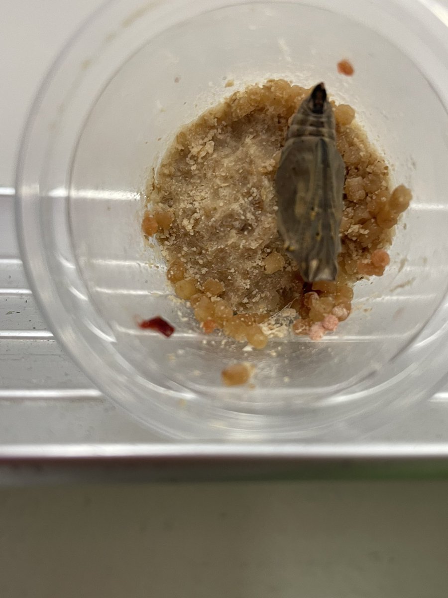 Weescientists's tweet photo. We are patiently waiting now… waiting for wings.  #scienceliteracy #kindergarten #lifecycle #sketching #butterflies @yyCBEdu @CBEArea3 https://t.co/qnxeo7aTpr