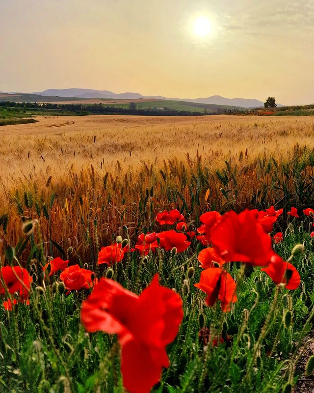 ' #laPiùGrandeForma di maturità è al tempo del raccolto. Questo avviene quando dobbiamo imparare come mietere senza lamentarci se la quantità è scarsa e come mietere senza scusarci se la quantità è abbondante.'

#buongiorno 

📸Marcello ingrassia