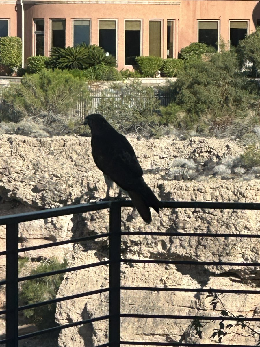 Big-ass hawk on my railing… red tail? 😋