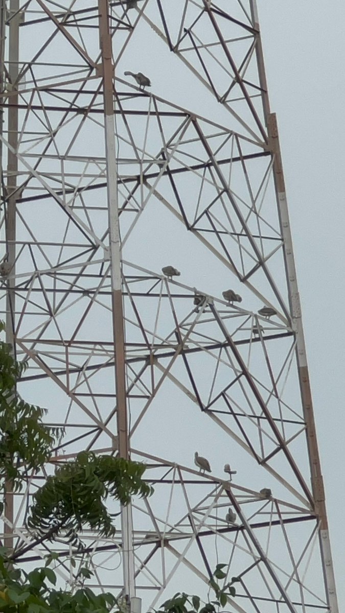 At @AdyarPoonga today - the birds seem to be avoiding the water… I’ve never seen them perch on the tower… birding experts, what’s your take on this?