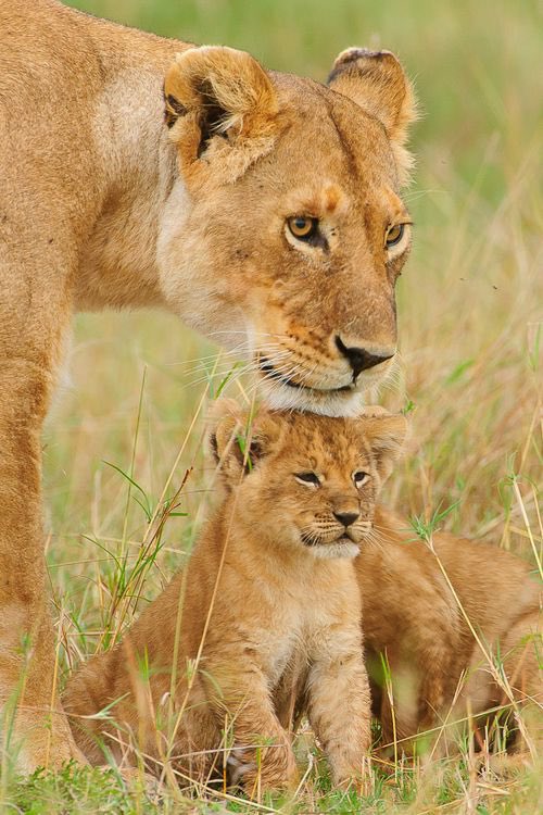 Good morning X-Friends…Happy Wednesday 🌼🌾☕️🧡 #WednesdayMorning 🌼 #CoffeeTime ☕️ #AnimalLovers 🧡 #StayPositive 💐 #PeaceAndLove 🕊️