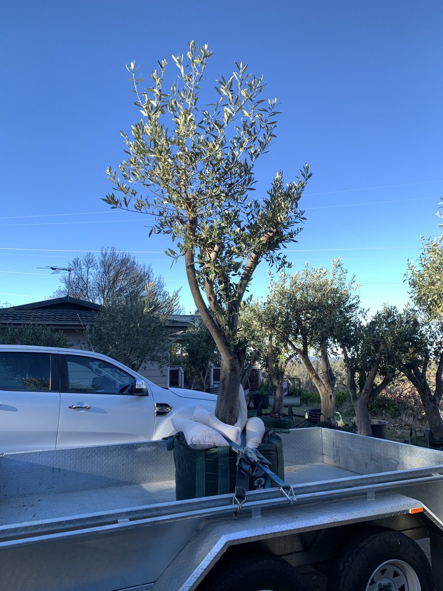 OrnamentalOlive's tweet photo. #OrnamentalOliveTreeGarden
Chandlers Hill, South Australia
☎️ Mark on 0411494450 Advanced / Mature / Established Olive Trees
#advancedtrees #maturetrees #establishedtrees #olives #olivetree #olivetrees #olivegarden #gardendesign #Adelaide #matureolivetree https://t.co/y41MOZ7Xr8