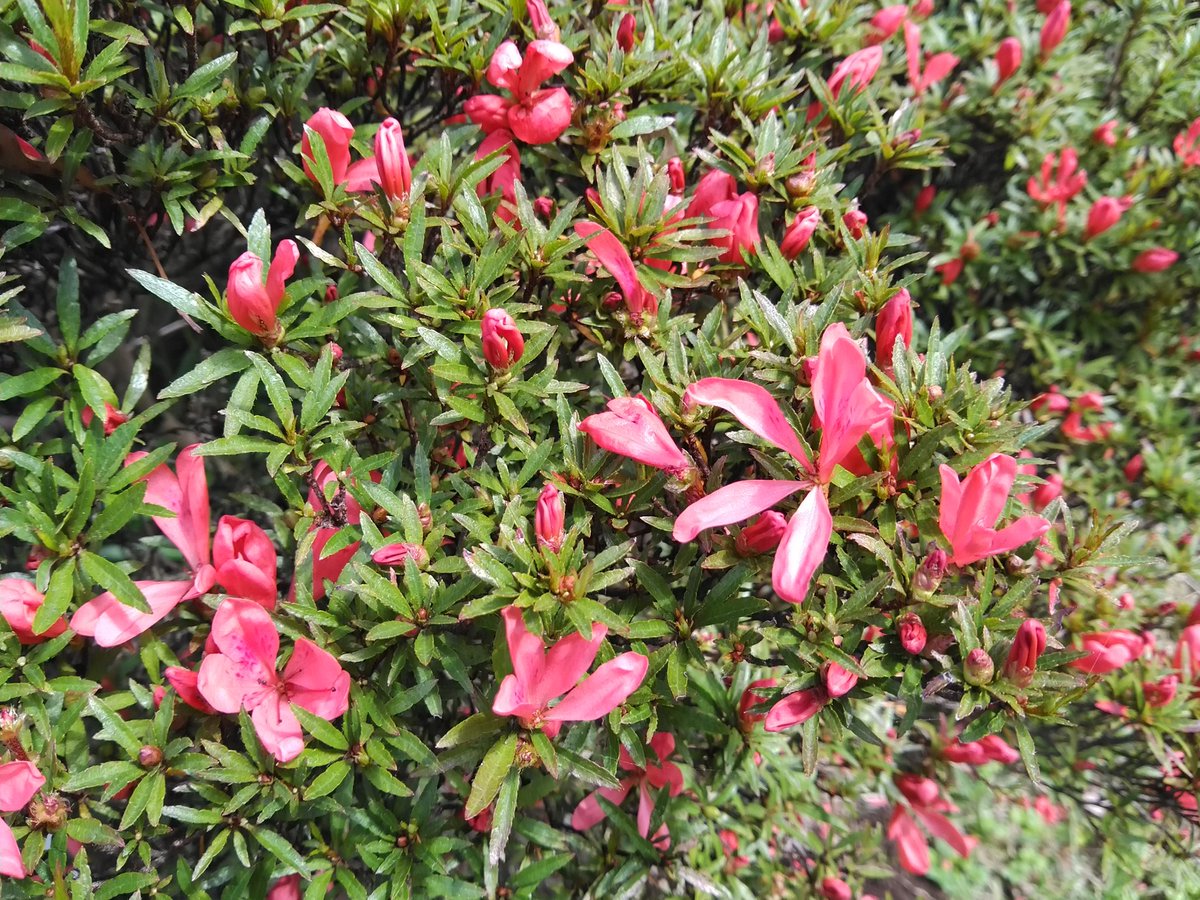 オタクミツツジ Rhododendron indicum (L.) Sweet f. otakumi T.Yamaz