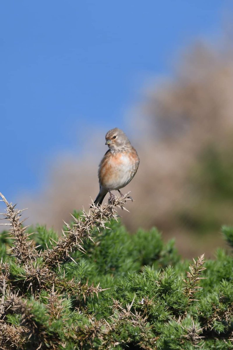 Linnet Bude Cornwall 〓〓 #wildlife #nature #lovebude #bude #Cornwall #Kernow #wildlifephotography #birdwatching #BirdsOfTwitter #TwitterNatureCommunity #Linnet