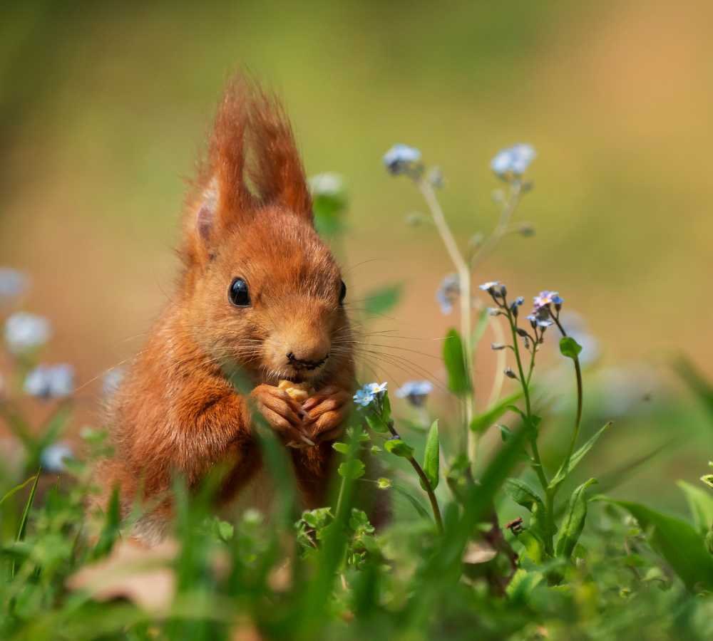 Lovely Wednesday dear friends…🪻🍃🪻🍃🐿️🧡💚💜

#GoodMorningEveryone 🪻 #CoffeeTime ☕️ #AnimalLovers 💜 #BeKindAlways 💐 #PeaceAndLove 🕊️