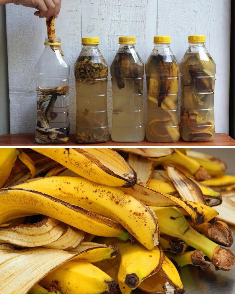 Stop Throwing Away Banana Peels! 
Place Banana Peels in a Bottle and Watch what Happens 🍌🍌🤩
1. Banana Peel Tea: Steep a banana peel in water for 48 hours to create a nutrient-rich tea for watering plants…
#bananapeels #banana #garden #gardeningtips #farming #vegetables