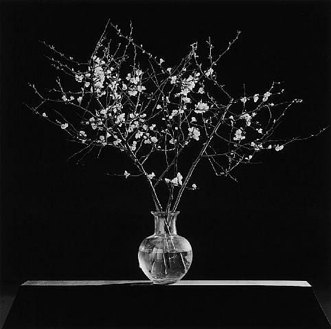 Robert Mapplethorpe, 1986