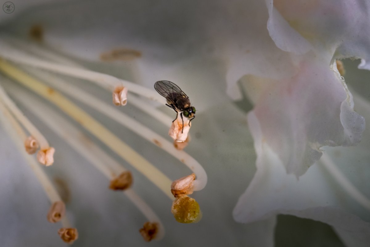 Tiny Fly

#insect #flower #sunlight #greenspaces #undergrowth #nature #naturephotography #cumbria #lakedistrict #photography #photographer #macrophotography #insectphotography