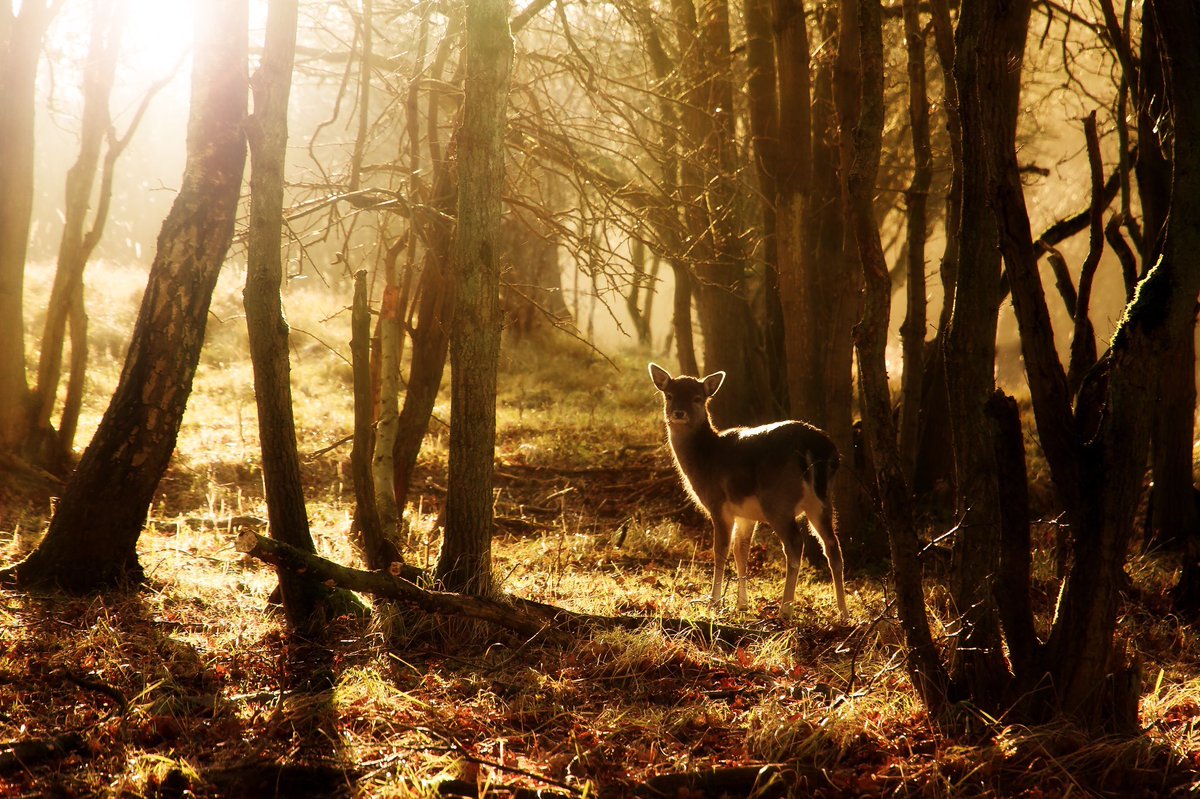 “I was shy, solitary, awkward in company. Alone by the river, alone through the fields, alone on the top of the Forest. Sitting alone on the grass in the sunshine. Walking alone through the woods at night. Alone with myself. Alone - yet never lonely.” ~C.R.Milne #wednesdaywisdom