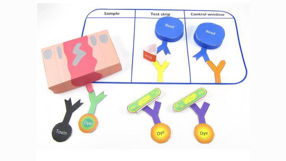 Show different ways #monoclonalantibodies are used with our paper model! The model covers: pregnancy testing, pathogen testing, cancer cell identification, use of fluorescent dyes & cancer treatment with monoclonal antibodies. bit.ly/3igPPEm 

#iteachbio #biologyteacher