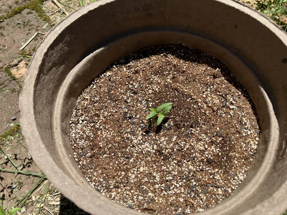 321hobby_m's tweet photo. 今年は鉢植えでミニトマトを育成中🍅

芽が出てきて、少しずつ大きくなっています😄 https://t.co/XwwwTJAUTf