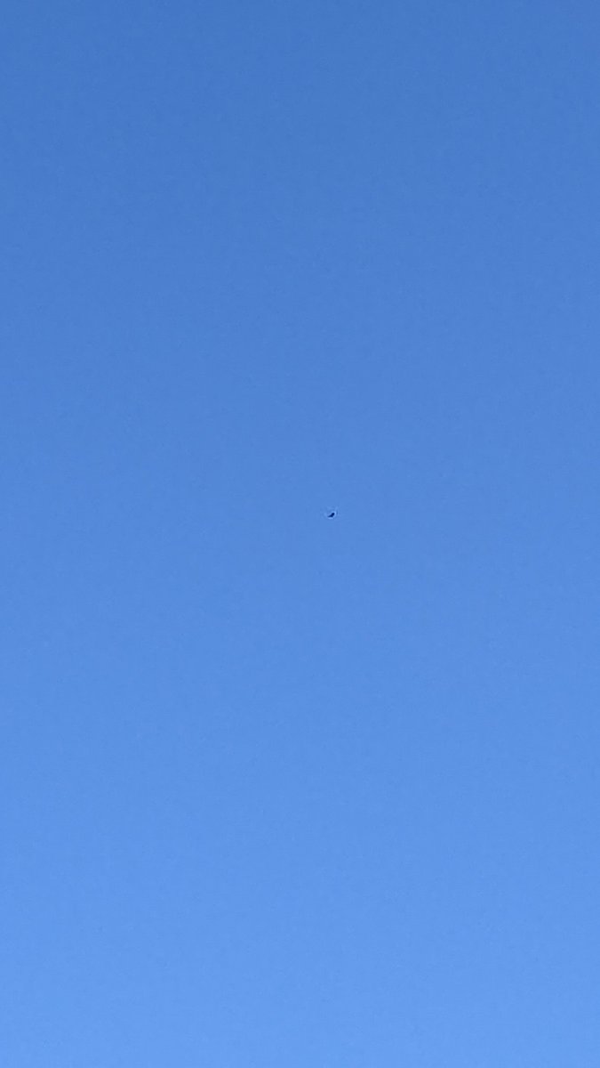 Super lucky to see a peregrine falcon today while grabbing coffee at @UniMelb! I took a photo but... 
I guess you'll just have to believe me 🤷‍♀️🤦‍♀️😂
@BioSci_UniMelb #urbanwildlife #urbanbiodiversity