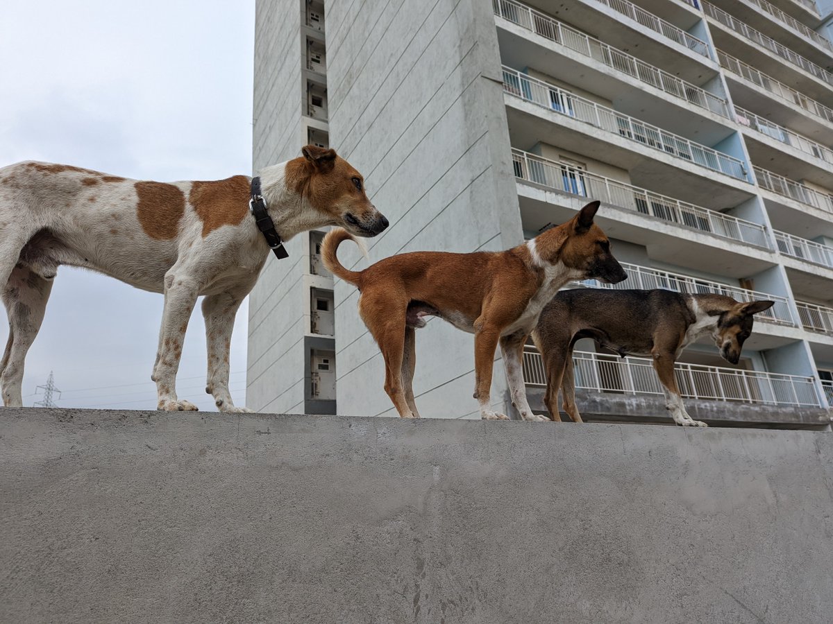 A grave issue is unraveling at SJR Bluewaters, a large gated society in #Bengaluru. In severe violation of Supreme Court &amp; @awbi laws that deem relocation of stray dogs as illegal, the residents and management have violently driven out the peaceful community dogs of 6+ years
1/n