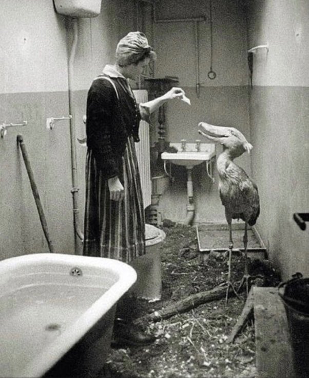 In November 1943, Berlin Zoo faced heavy bombing from Allied forces. Within minutes, a devastating 30% of the zoo’s population had perished as zookeepers looked on in horror at the scenes of destruction and loss unfolding before them.   

The next day, the suffering continued as