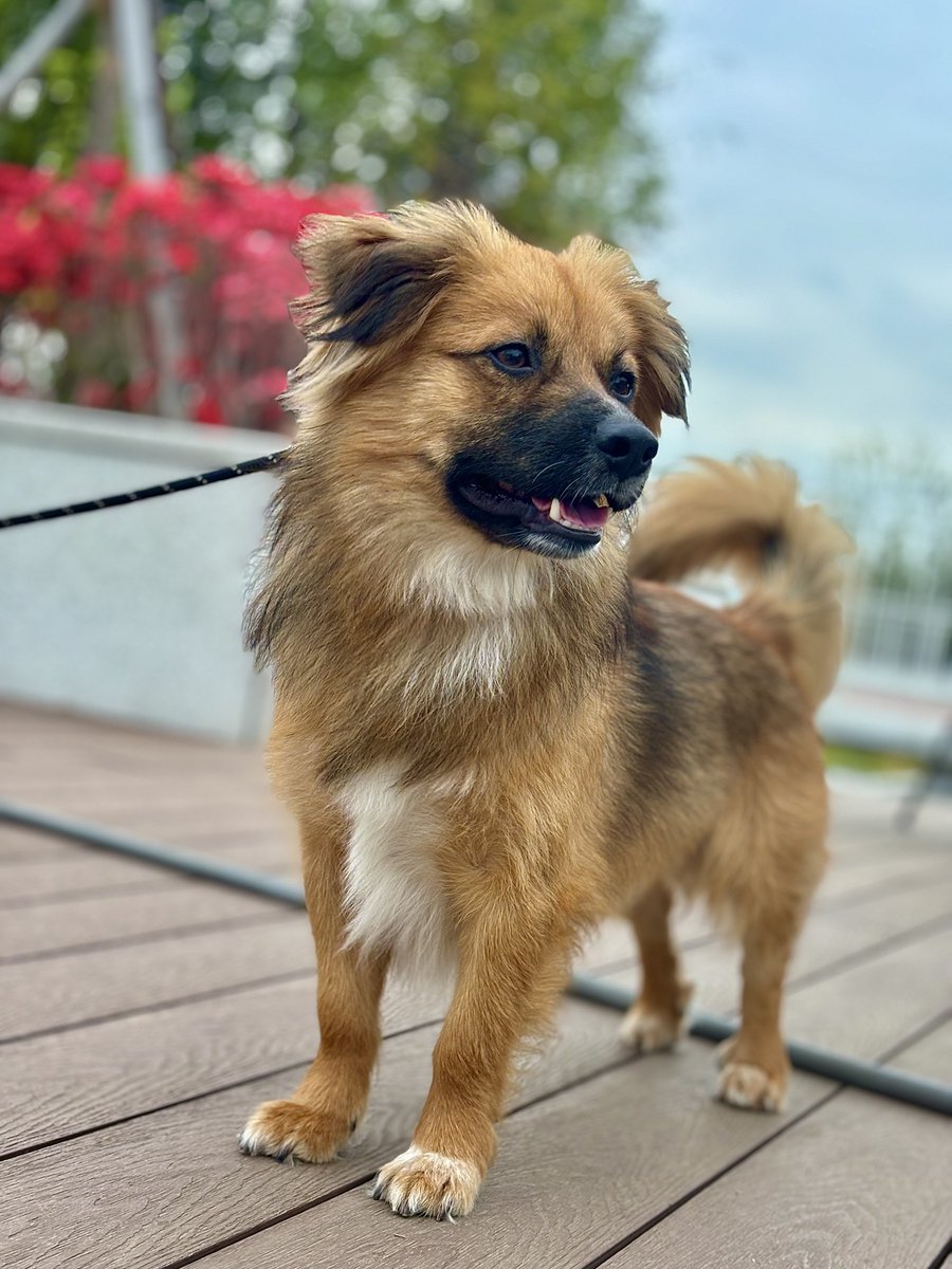 🆘깨미 임보처 급구!!🆘
약속된 임보기간이 종료되어 급히 임보처를 구하고 있어요!
아래는 정성으로 아이를 돌봐주신 임보자님께서 작성한 깨미의 프로필이에요!

🐶 기본 정보
- 이름 : 깨미
- 성별 : 남아(중성화 완료)
- 나이 : 4살 추정
- 몸무게 : 12.5kg

🏥 건강상태
- 아토피 피부염 있음🥲