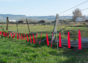 Implementing non-lethal deterrents, such as electric fences and guardian animals, can help protect livestock from wolf predation without harming wolves.
dfw.state.or.us/Wolves/non-let…  #UCanimals