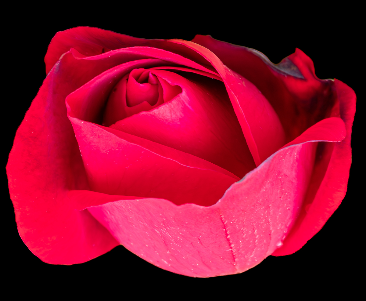 A red red rose for #RoseWednesday