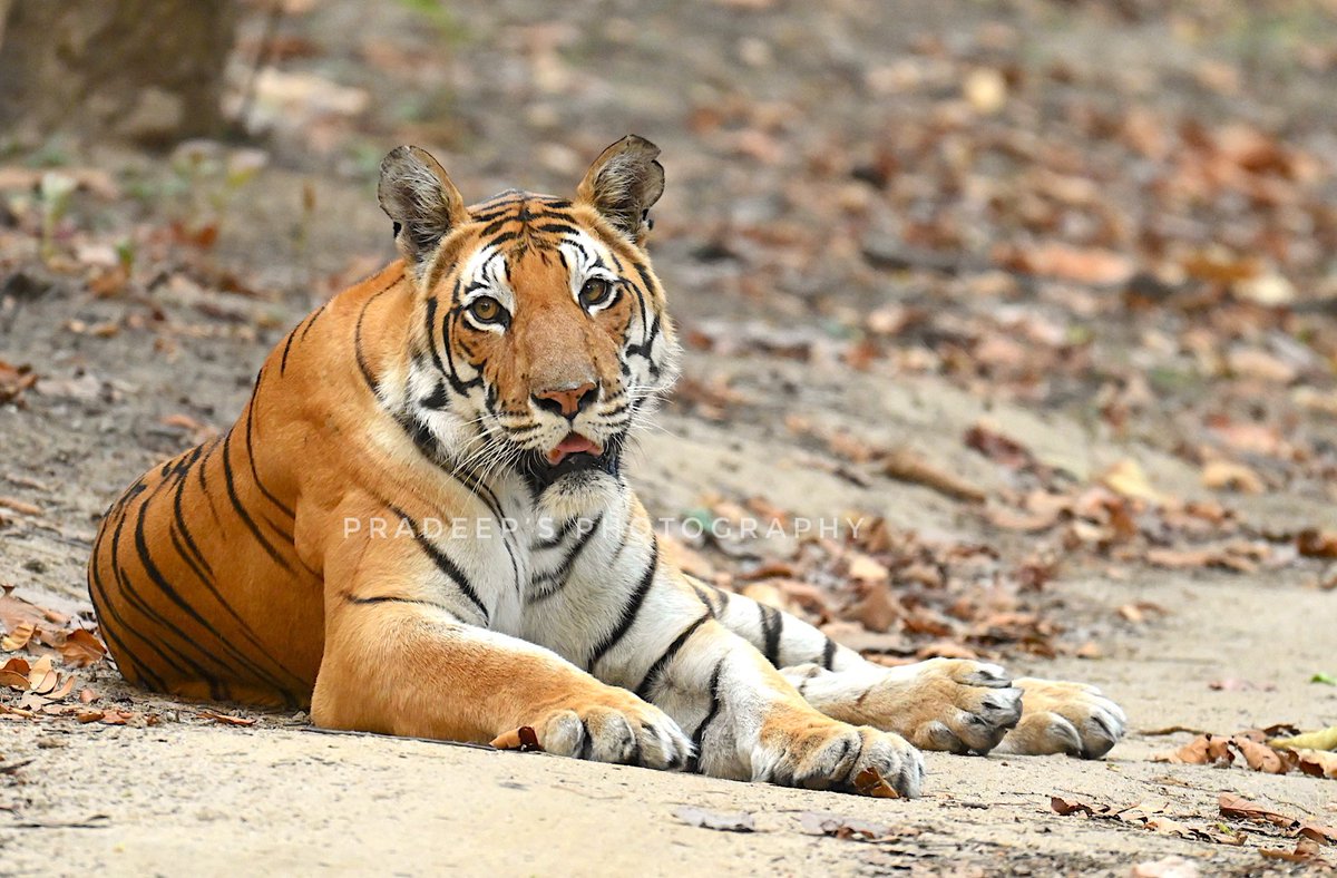 The showstopper from kanha 🐯
#tigerpradeepsingh #pradeepswildlifeexpeditions #tigerprasangsingh #tigersafariwithpradeepsingh 
#netgeotravel #netgeowild #nationalgeographic #bbcearth #bbctravel  #sanctuaryasia #nikonphotography  #natureinfocus #animalphotography #wildnature