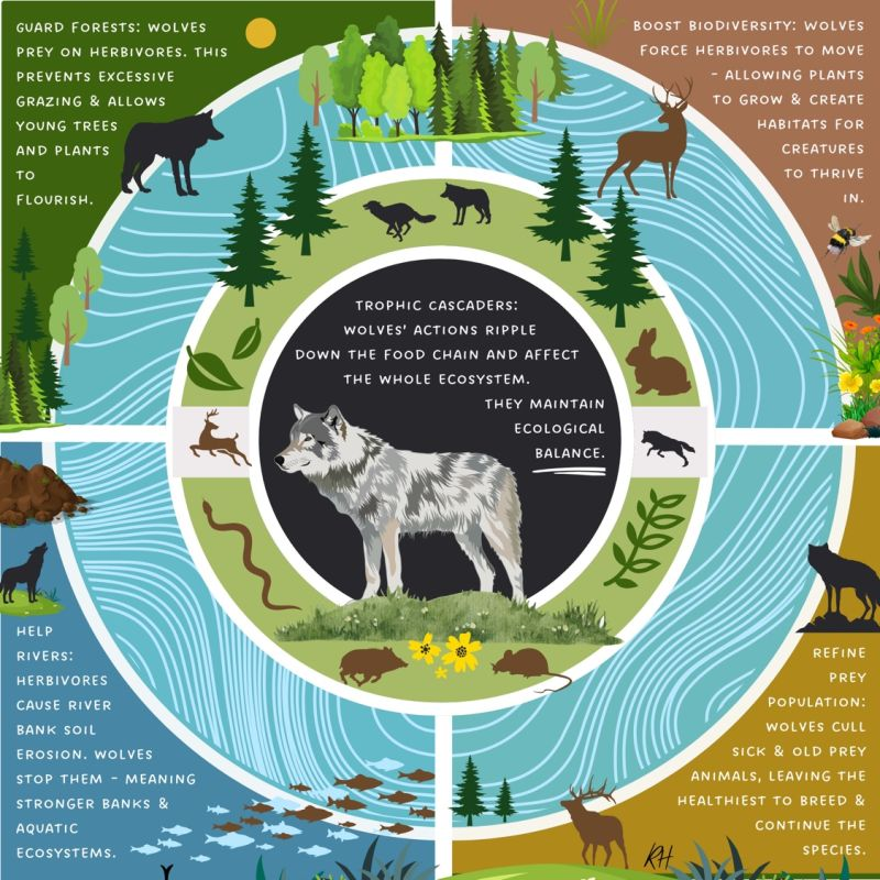Counterargument to The Solutions Section:
Reintroducing wolves to Isle Royale NP may seem like a natural solution, but what about unintended consequences?  conbio.onlinelibrary.wiley.com/doi/full/10.11…. #UCanimals