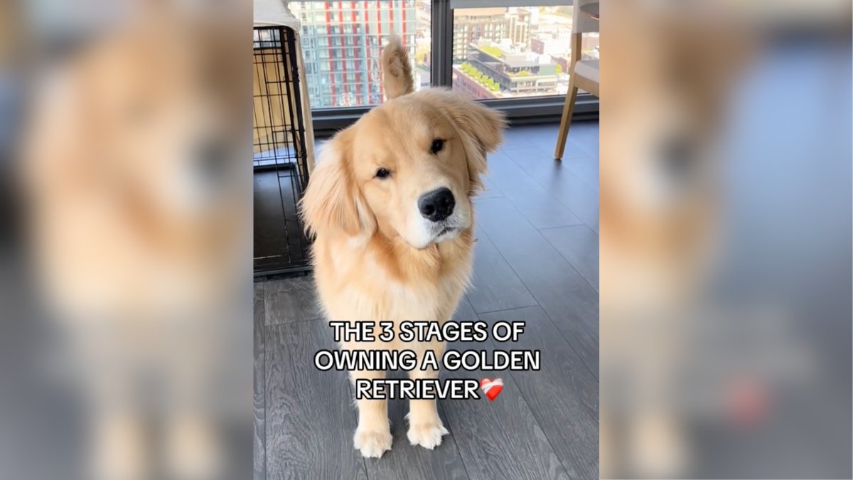 Are You A Golden Retriever Parent? If So, This Hilarious “3 Stages” Video Is For You!: As all dog owners know, each breed […] 

The post Are You A Golden Retriever Parent? If So, This Hilarious “3 Stages” Video Is For You! appeared first on InspireMore. dlvr.it/T7XRH0