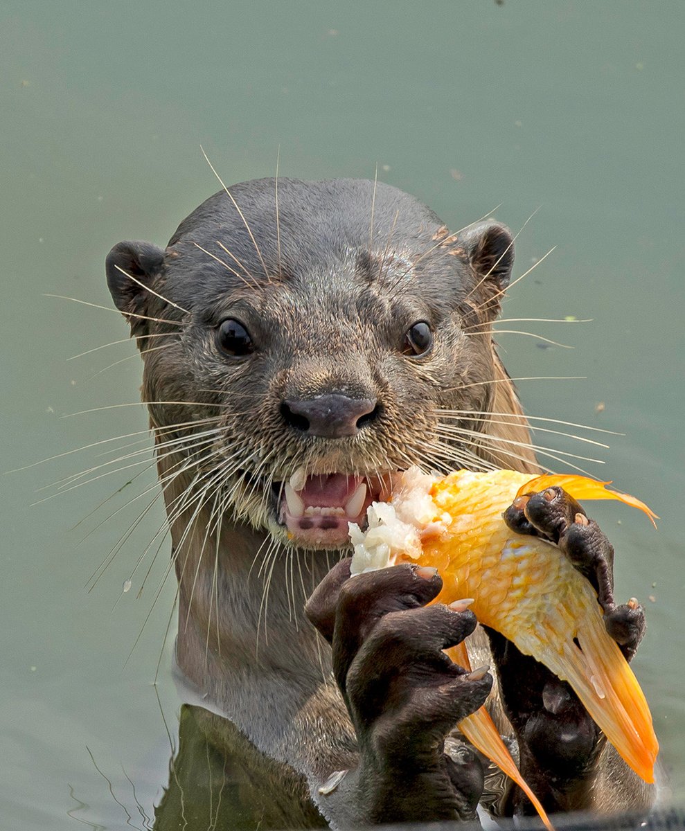 #FromTheArchives #WorldOtterDay From morphology and habitats to #threats and conservation measures, we bring you essential facts about the three #otter species seen in #India. 📷 Neelu Pilania — Smooth-coated Otter feeds on a fresh kill Learn more: bit.ly/3wRQSHe