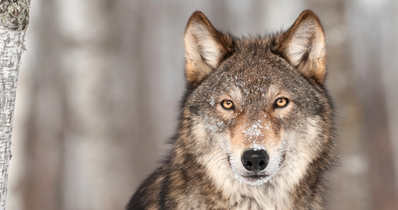 JayParidhi's tweet photo. Counterargument (Problem): 
Some argue that genetic diversity issues in wolf populations are overstated and not a significant concern. https://t.co/vGVjA8wYMV.
#UCanimals https://t.co/5r57Rf81Xh