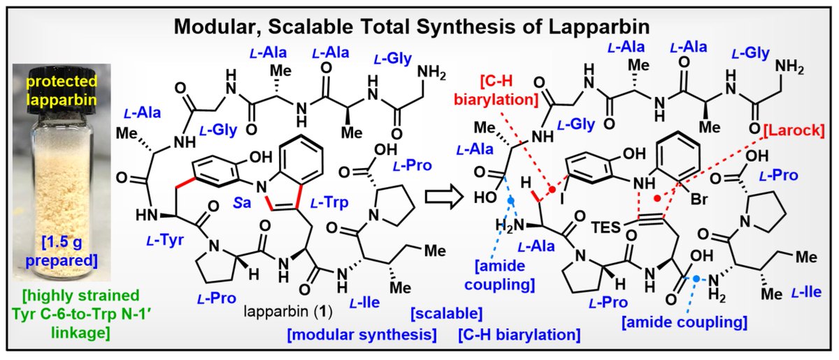 Modular, Scalable Total Synthesis of Lapparbin, appearing today in <a href="/ChemRxiv/">ChemRxiv</a>: chemrxiv.org/engage/chemrxi…