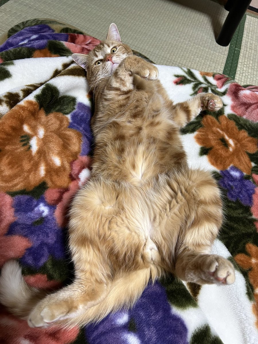 毛布洗えない…(๑⃙⃘¯−¯๑⃙⃘)