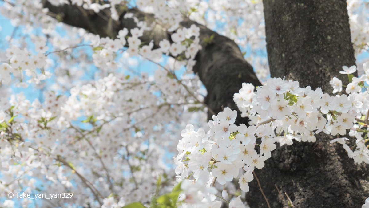 ①LUMIX GX7mk2(25mm f1.4 II)
②LUMIX G9(50-200 f2.8-4.0)
③LUMIX GM1(15mm f1.7)
④LUMIX S5II(20-60 f3.5-5.6)

LUMIX、いいカメラなんだぜ。
(落胆怒り悔しさ等あれど大好きなのは変わりないので)

個人的に25mm f1.4が最強なんだ。

#LUMIX