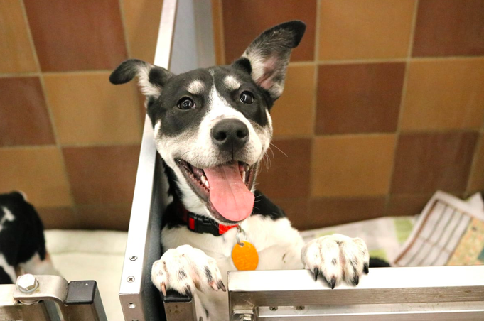 k8zar8te's tweet photo. A big misconception when buying a pet is the cheaper option is getting it straight from a breeder, when in reality, animal shelters are most cost affective and safer. #UCanimals 
https://t.co/JoPNyKZvIh https://t.co/T6qjSdaN4Y