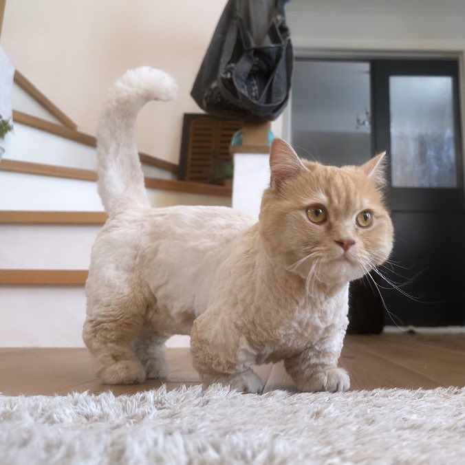 サマーカットされた我が飼い猫、顔の合成感すごすぎて無理www
