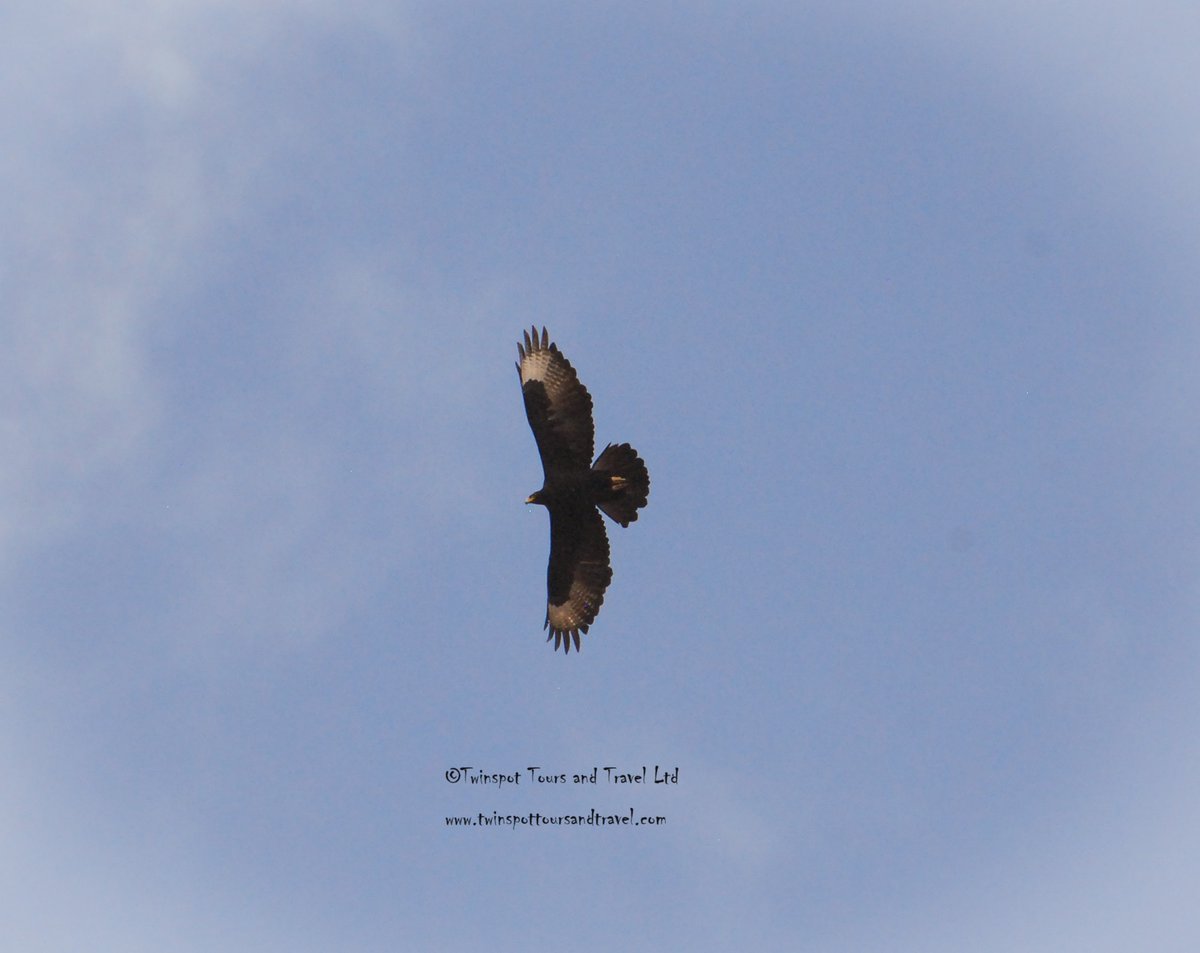 Verreaux's Eagle #birdwatchers_daily #magicalkenya #nature #birdlife #natgeo #kenya #africa #africansafari #naturelovers #adventure #discoverwildlife #vacation #holiday #tourism #wanderlust #travelgram #instatravel #travelphotography #travelblogger #travelling #nature