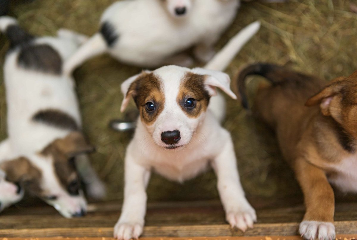 One of the best ways you can help fight against puppy mills is to avoid them. There are plenty of dogs needing rescue in shelters but if you want a purebred dog you can get recommendations from veterinaries for breeders with ethical practices. #UCanimals
highlandcanine.com/blog/what-is-a…