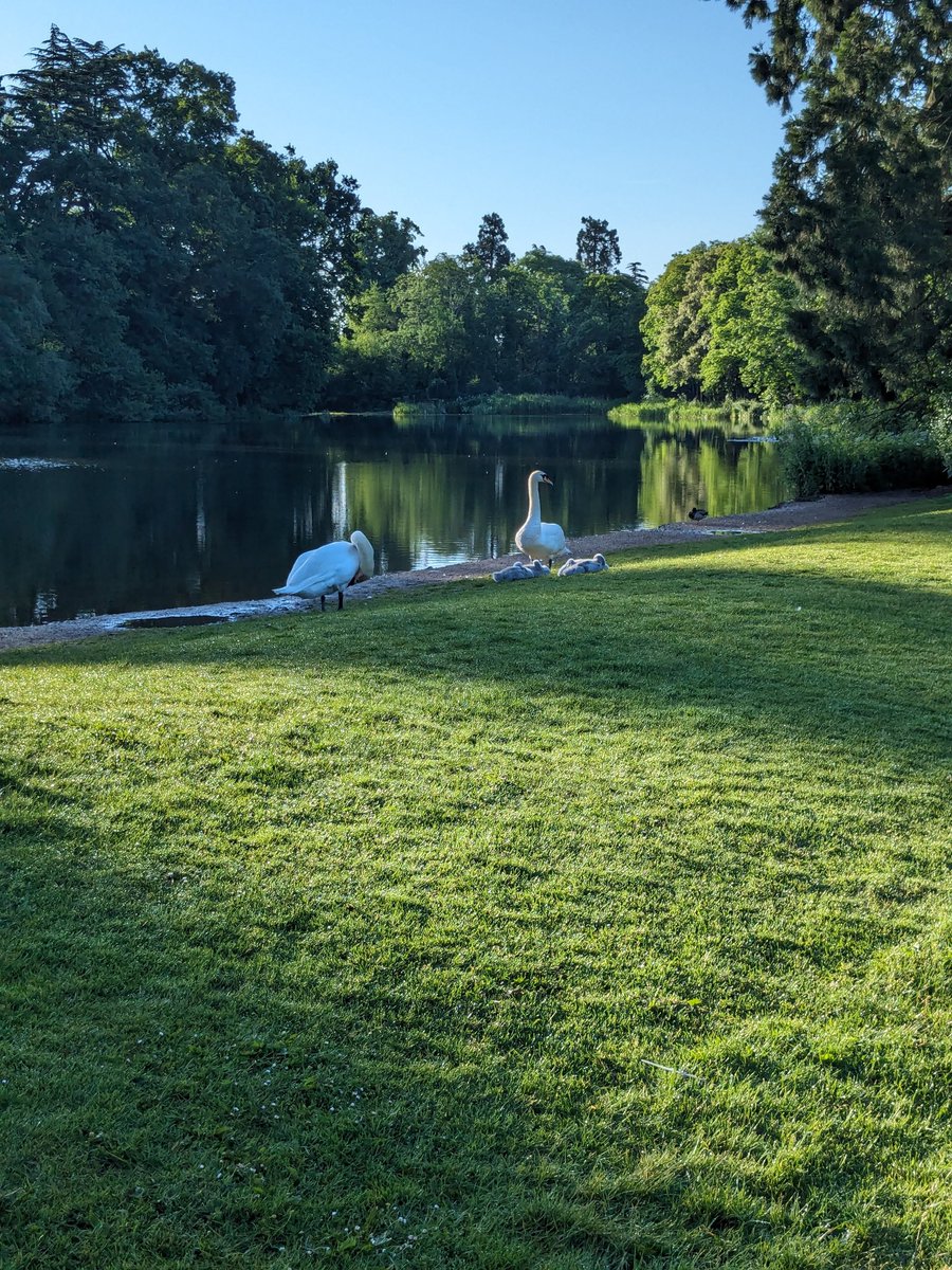 Looks like they have lost 2 cygnets