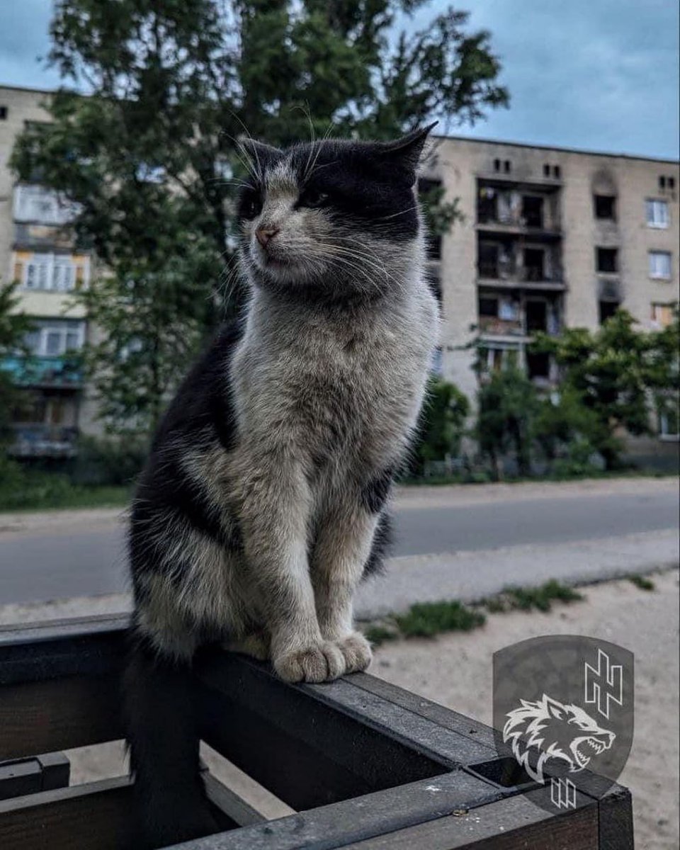 Instead of a thousand words. Kashtan (Chestnut) the cat is from Zaporizhzhia. His home was destroyed by Russia, but he managed to save his humans - before the strike, Kashtan started panicking and ran towards a shelter. Kashtan often returns to the place where his home was, and