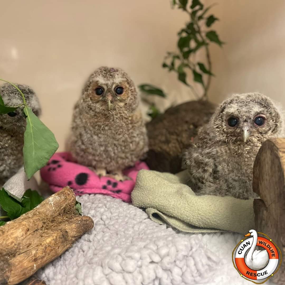CuanWildlife's tweet photo. We currently have quite a few Tawny Owlets (Strix aluco) currently in our care, all at different stages
Here is one of our groups of 3 about to be fed🩷🦉
#tawnyowl #tawnyowlet #strixaluco #ukbirds #owls #ornithology #wildliferehab #wildlife #nature #conservation #ukwildlife https://t.co/6VNHLwHUlA