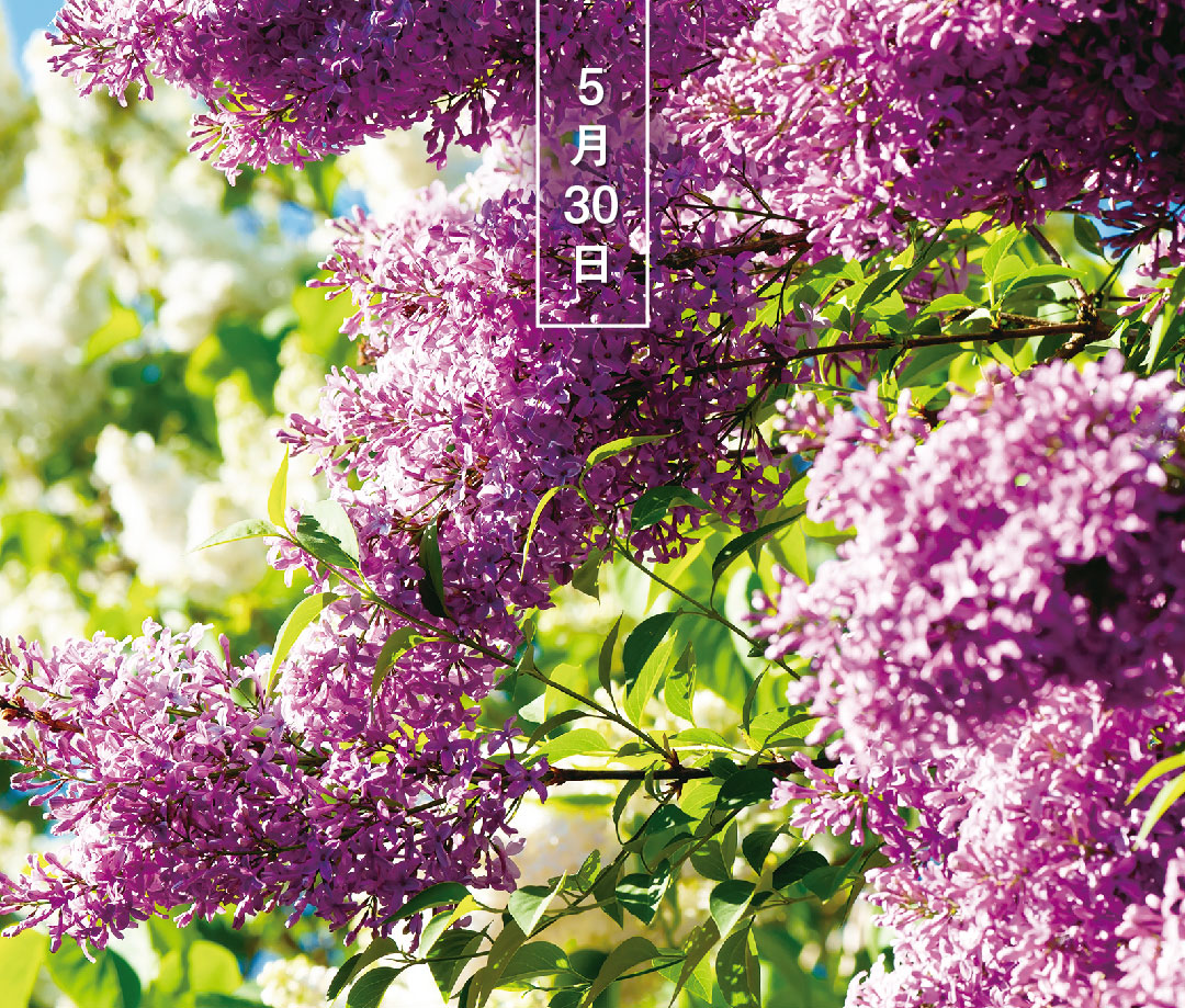 今日の誕生花は「ライラック（紫）」。 花言葉は「若き日の恋」です。 モクセイ科の落葉樹。春、紫や白の花を房状につけます。香りがよく、香水の原料にも。 フランス語では「リラ」。和名はムラサキハシドイ（紫丁香花）です。 ▼季節の読み物を毎日配信中です。 543life.com