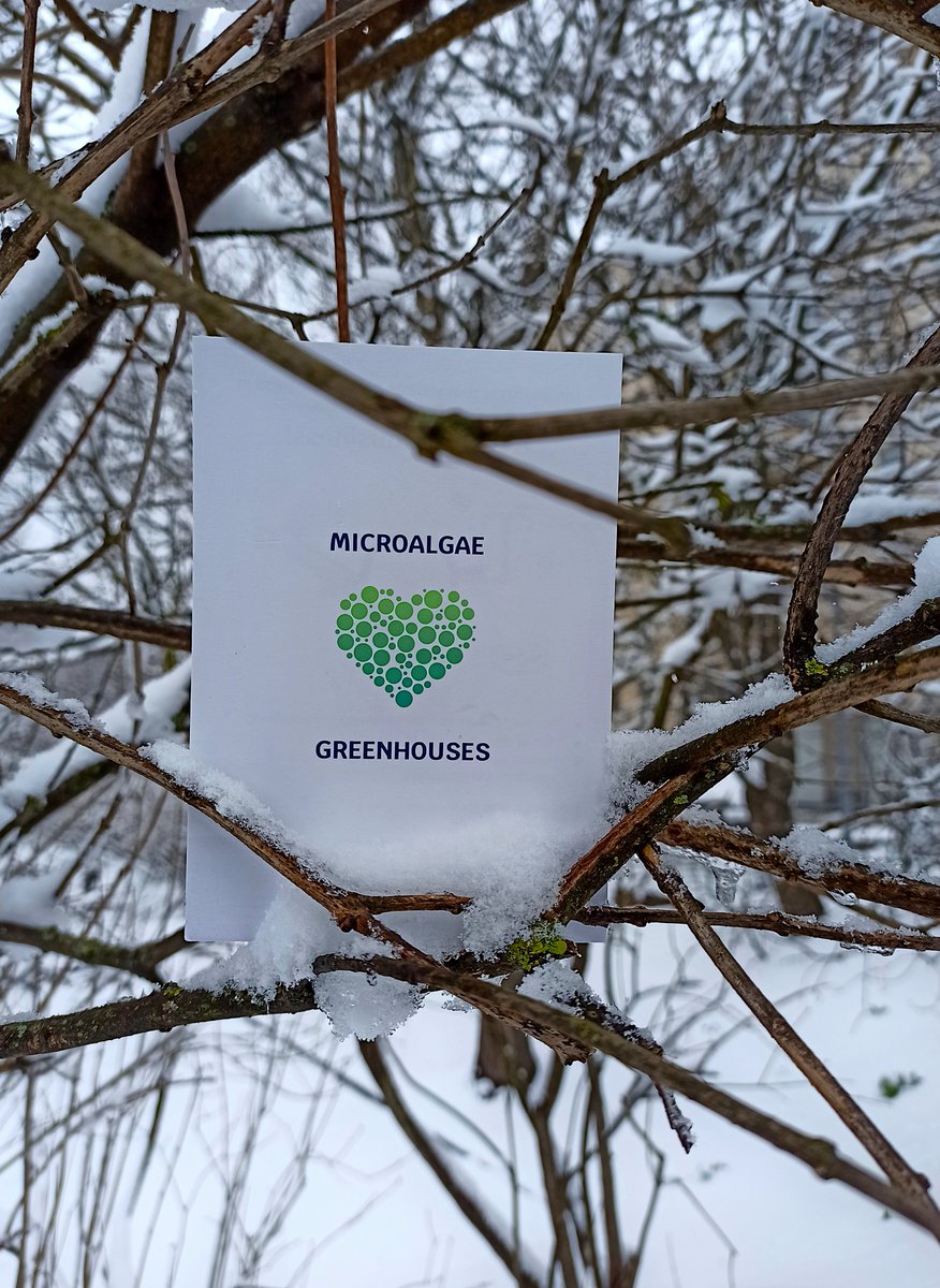 Microalgae can grow in greenhouse drain water.

We're testing this concept also in Finland under the climatic and light conditions of Northern Europe.

We installed a fully operational facility to validate the REALM concept at pilot scale: 1 m3. 

#BlueBioeconomy