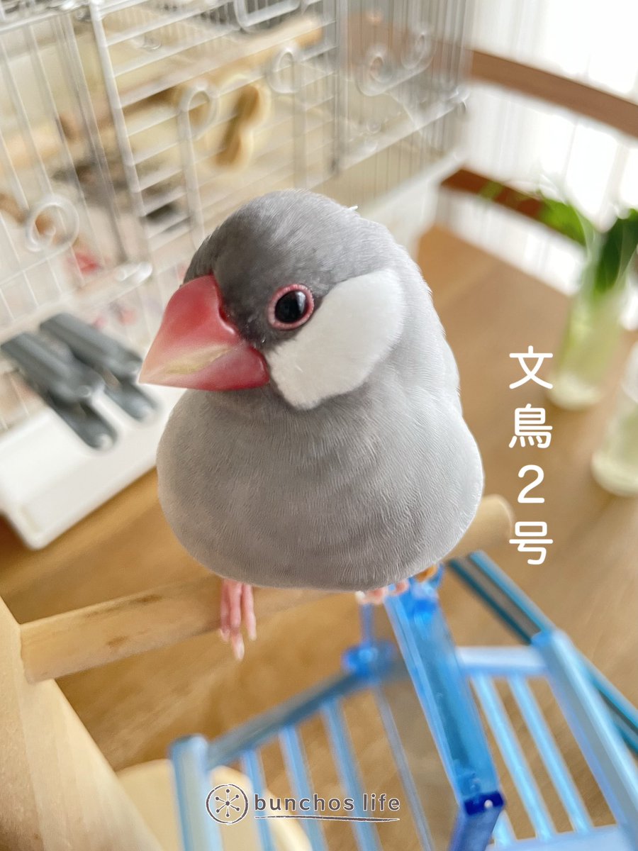 僕が文鳥2号です
#文鳥2号🐦