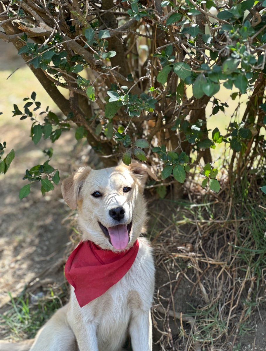 Amigos! Hoy 28 de mayo #diadelperromestizo vengo a recordarles que existimos perritos bellísimos, mestizos, Oceanicanes!
Somos súper originales porque no hay otro idéntico a uno de nosotros.
💜💜🐶🐾

#AdoptaUnOceanican #Oceanican #RefugiOceanican #perros  #love #gratitude #dogs