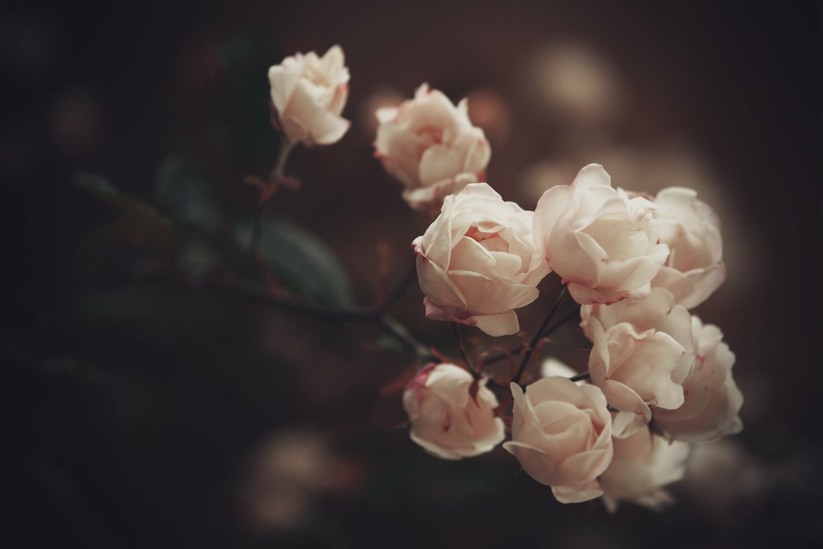 GM everyone ☀️
Just saw that another ed. of "In Blooms" was collected. Thank you so much, dear <a href="/KatalinaOoma/">Katalina Ooma 🟣 /🚀🎢🎢🎢/</a> for the support 🌸

18 eds left. Link ⬇️