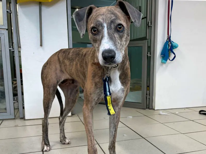 Please retweet to help Bridget find a home #LOUGHBOROUGH #Leicestershire #UK DESPERATE FOR ADOPTION, REGISTERED BRITISH CHARITY- DOGS TRUST✅ Lurcher Cross, 5 year old Bridget is quite a nervous young lady who is still working out what the world is about so she will need kind,