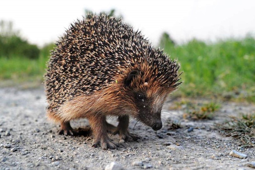 Every day I'm taking so many calls from people who have seen a hedgehog coming out in the open in the day, and have done nothing for 2, sometimes 3 days, because they'd read somewhere that it's normal, it's what hedgehog mums do. This is so wrong and it's killing so many sick